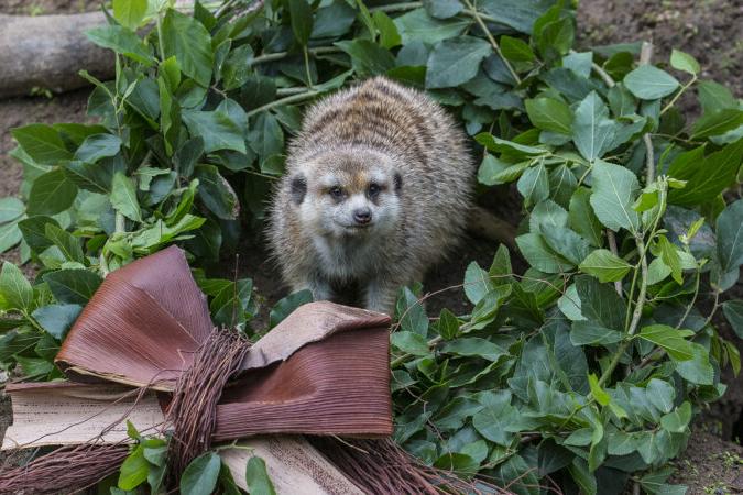 meerkat in a wreath of leaves