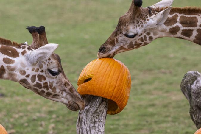 two giraffes munching on a pumpkin