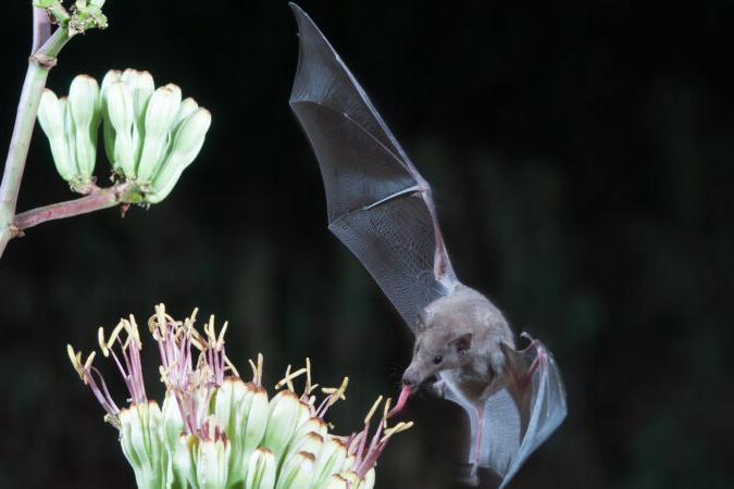 bat feeding from flower