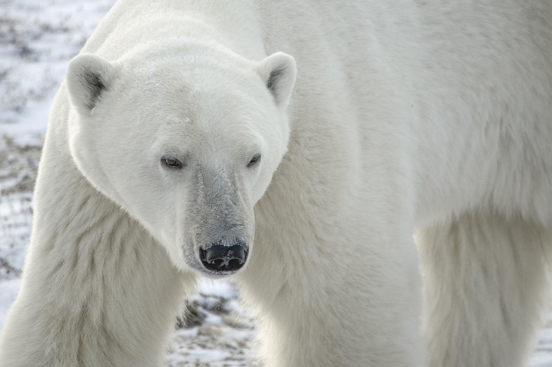 polar bear