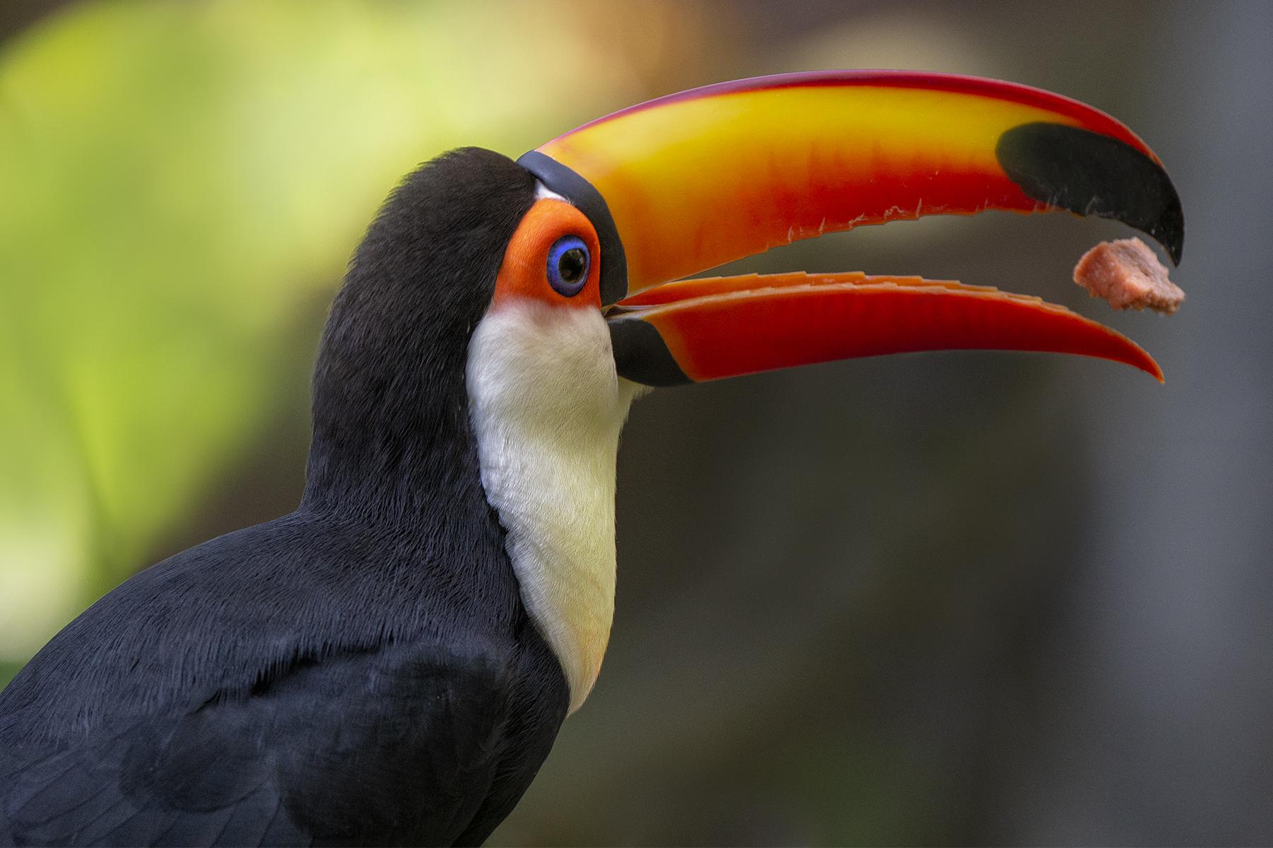 toucan