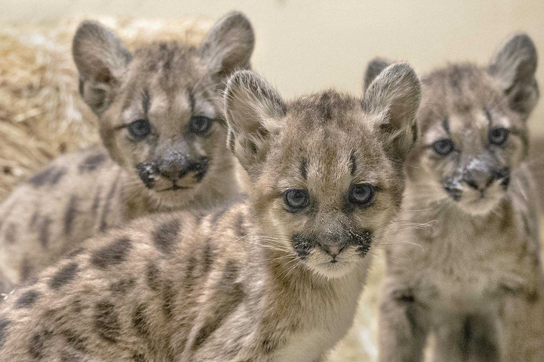 mountain lion cubs