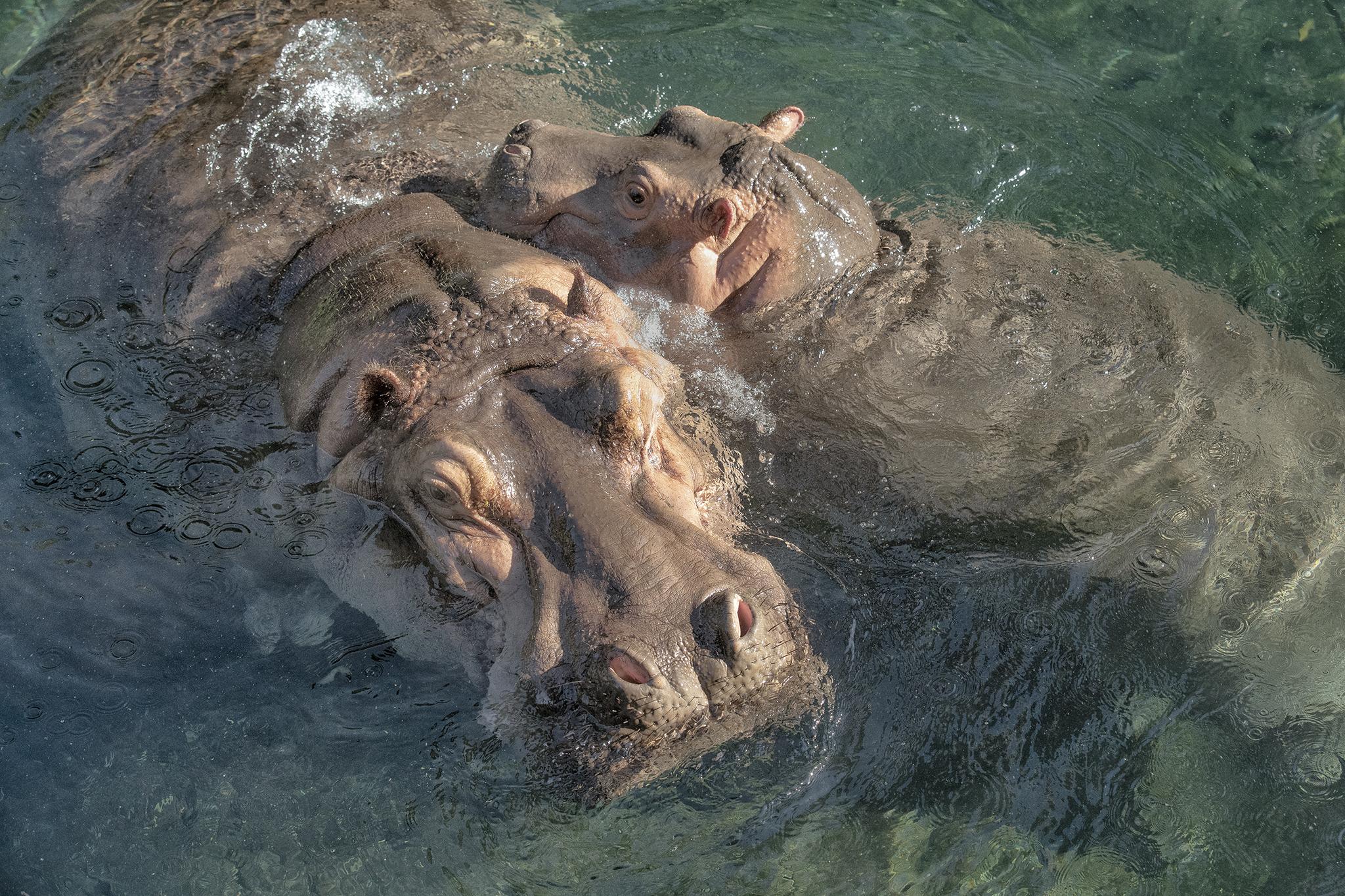 hippo with calf