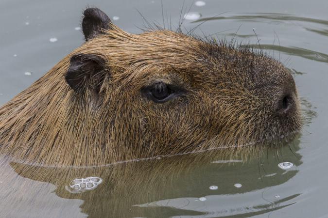 capybara swimming