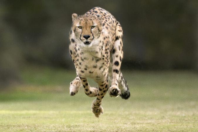 cheetah running