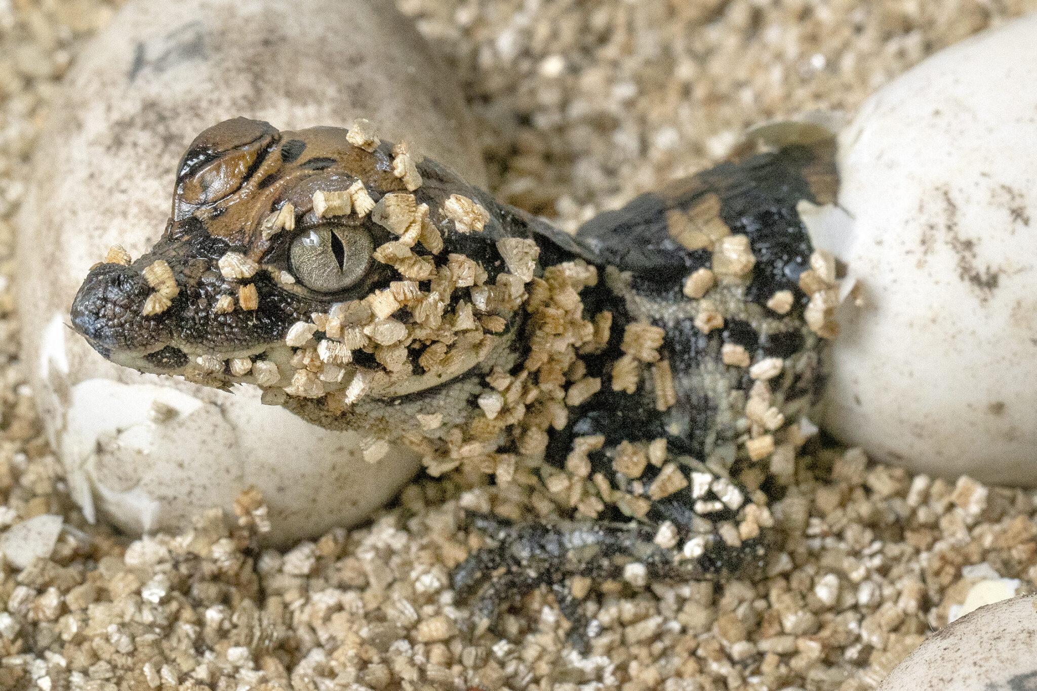 baby lizard covered with sand