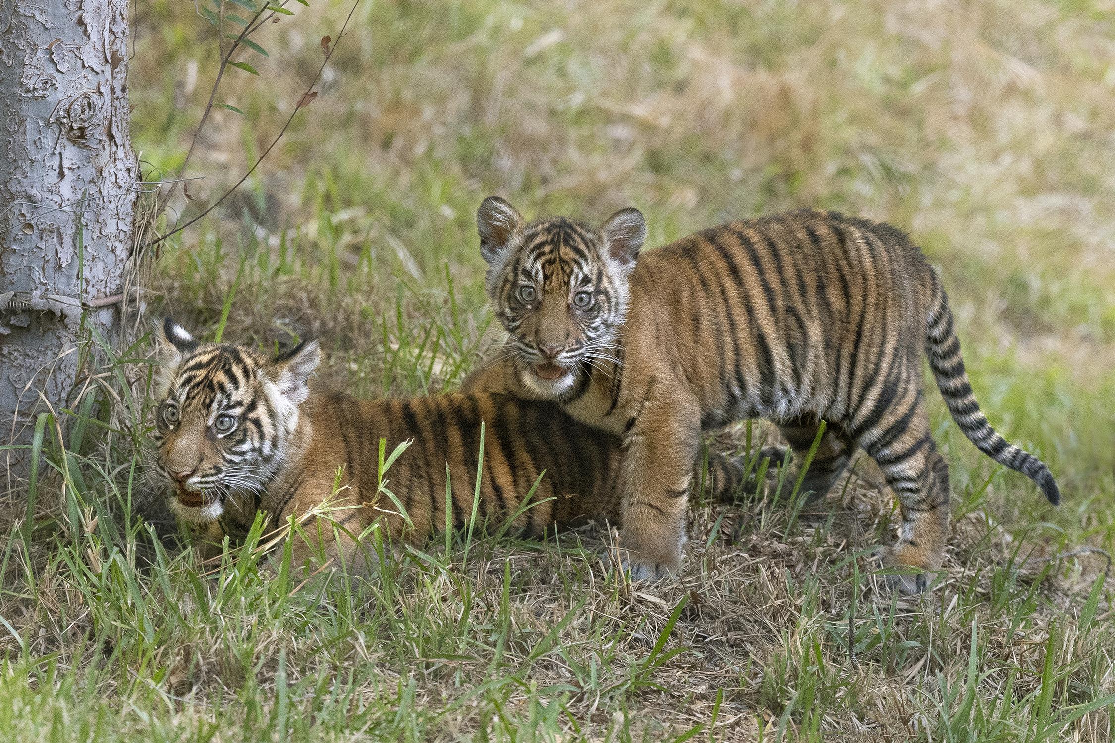 tiger cubs