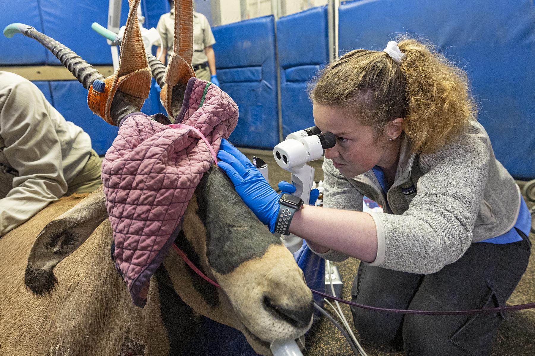 vet inspecting wildlife