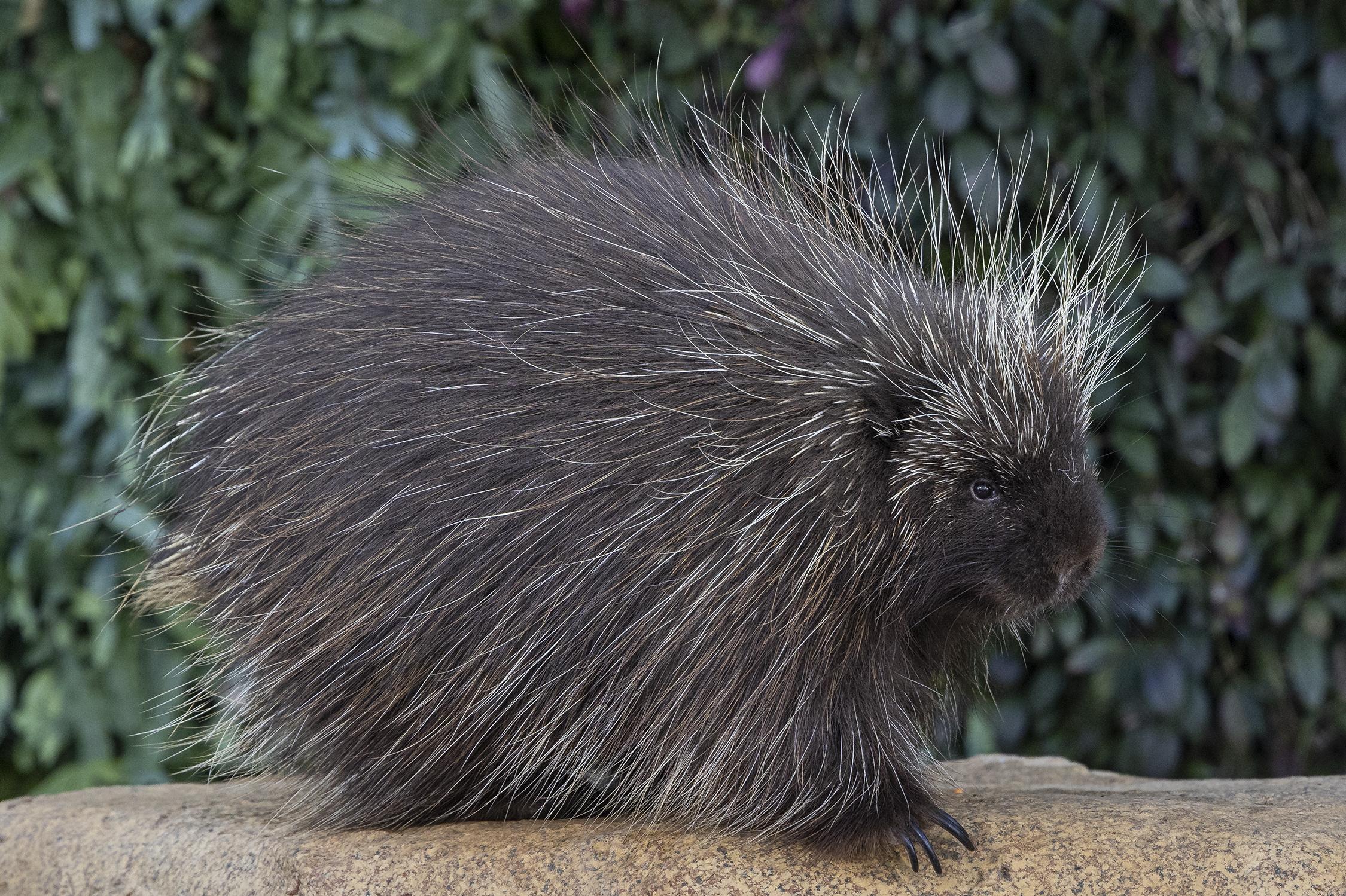 North American porcupine