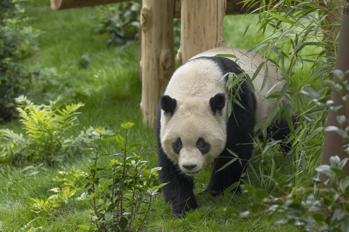 Yun Chuan panda