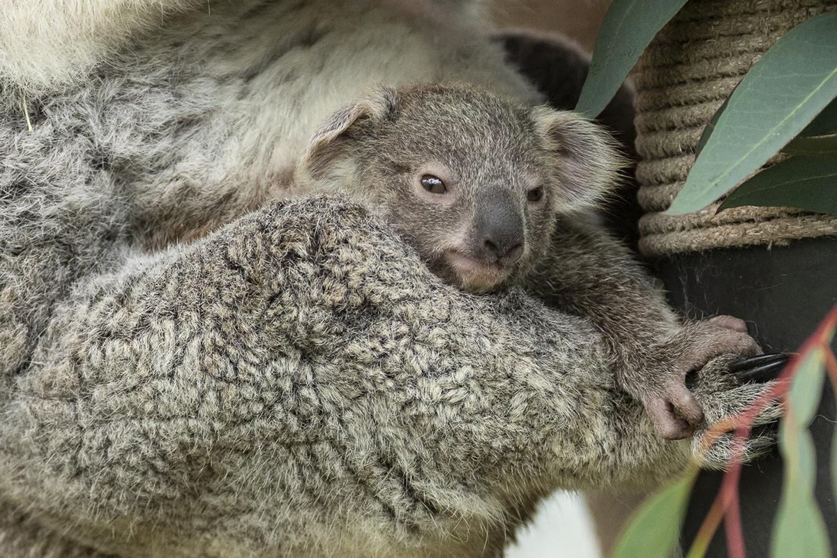 Koala-ty Connections | San Diego Zoo Wildlife Alliance