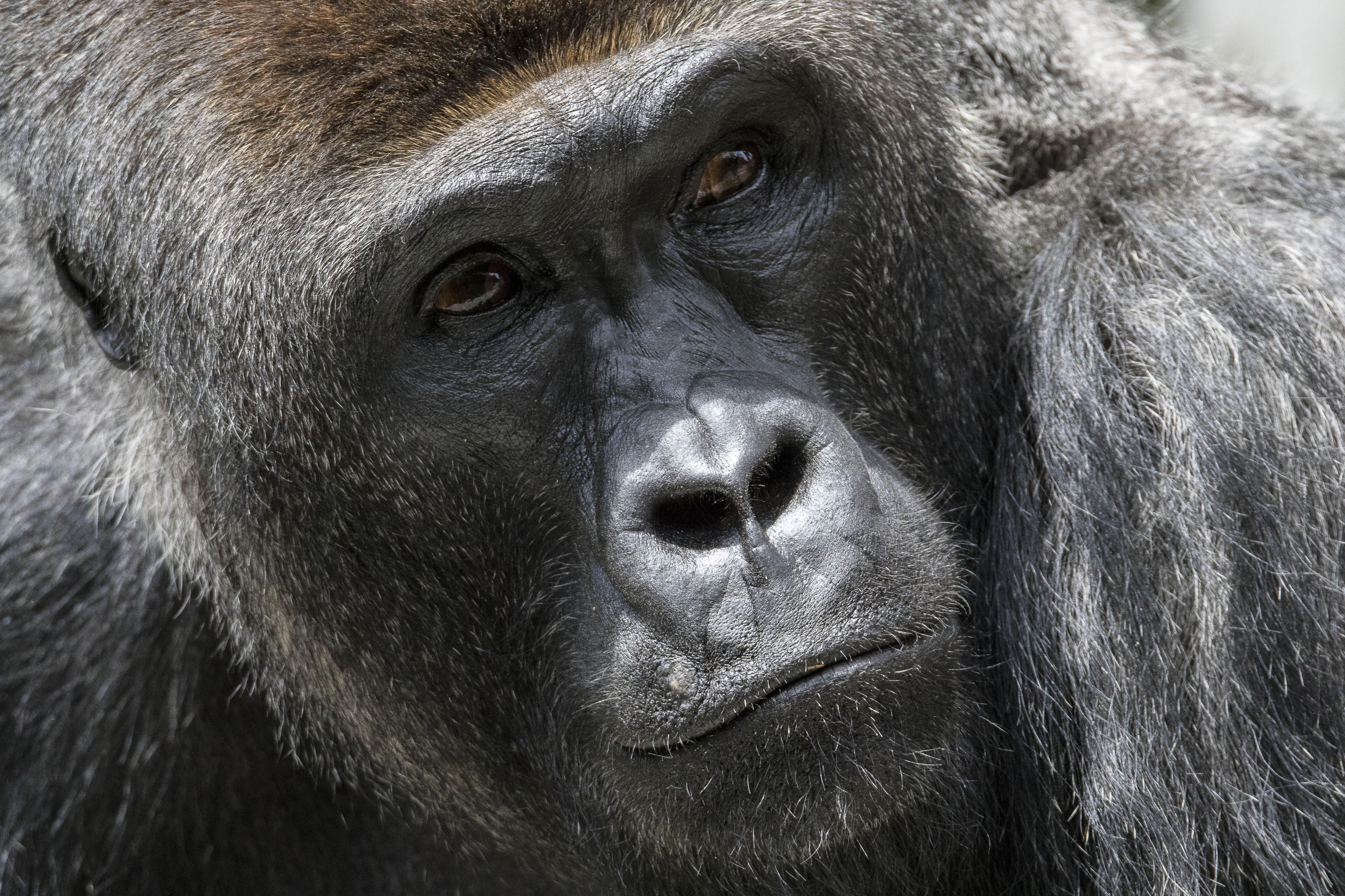 Silver Celebration | San Diego Zoo Wildlife Alliance