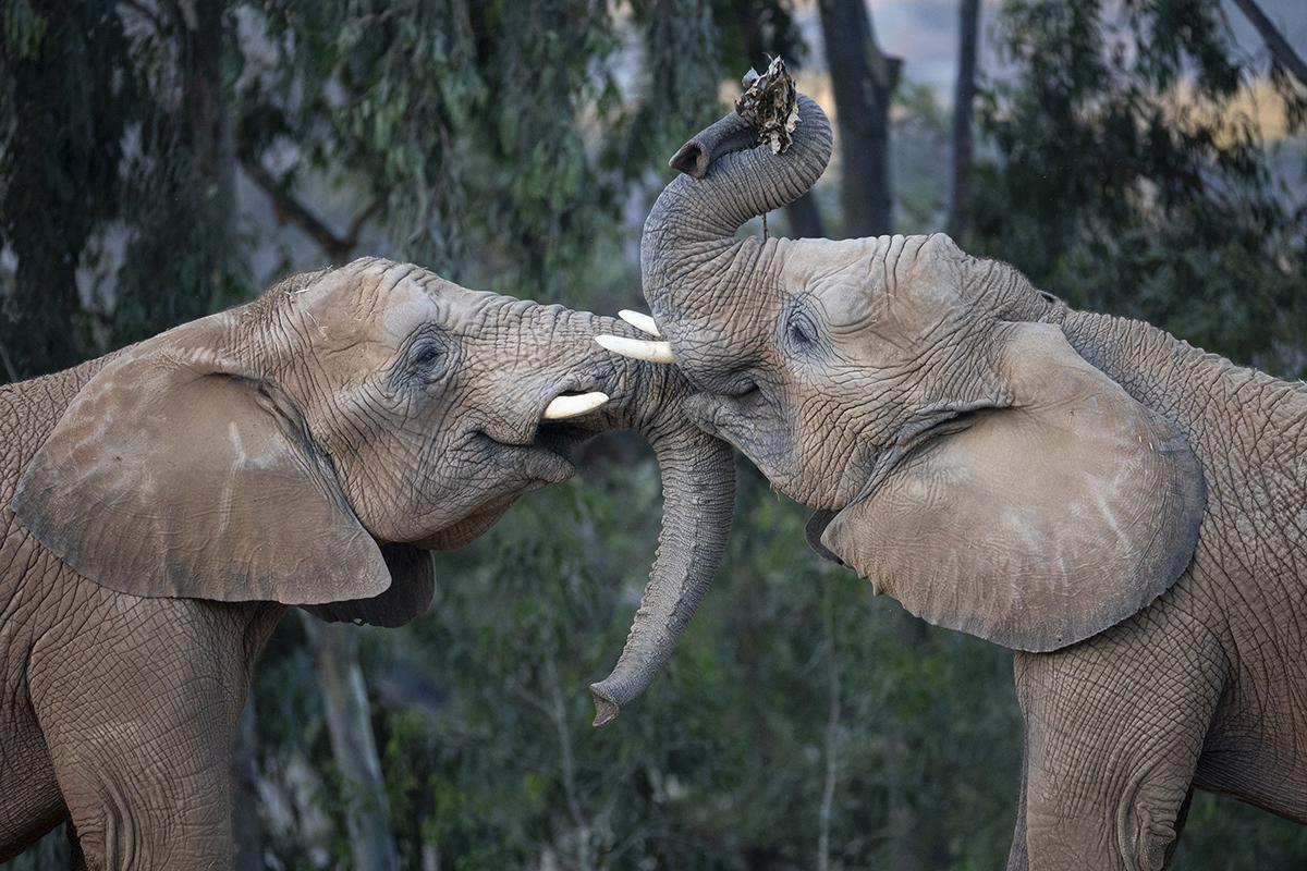 Trunks Together | San Diego Zoo Wildlife Alliance