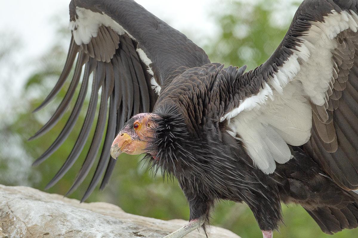 In The Best of Health | San Diego Zoo Wildlife Alliance