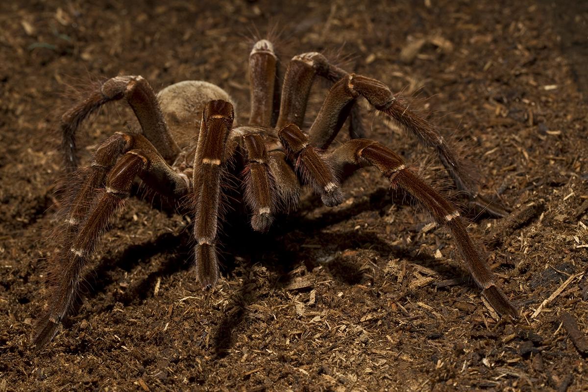giant bird-eating tarantula