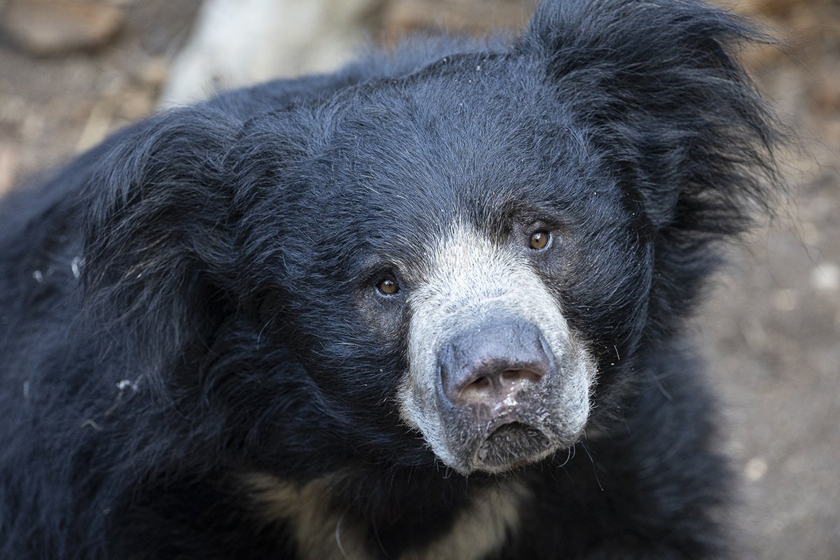 sloth bear
