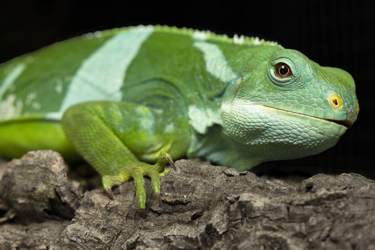 Fiji iguana closeup