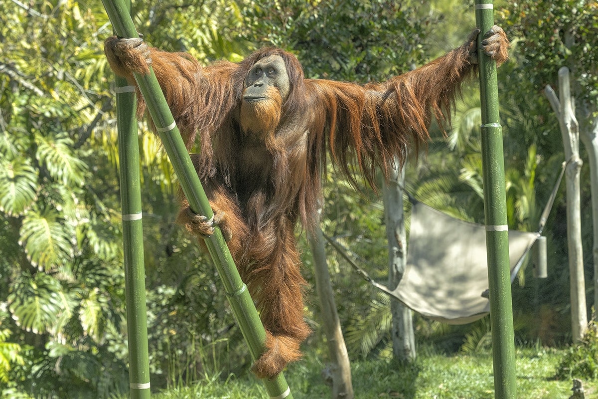 Labu orangutan on bamboo pole