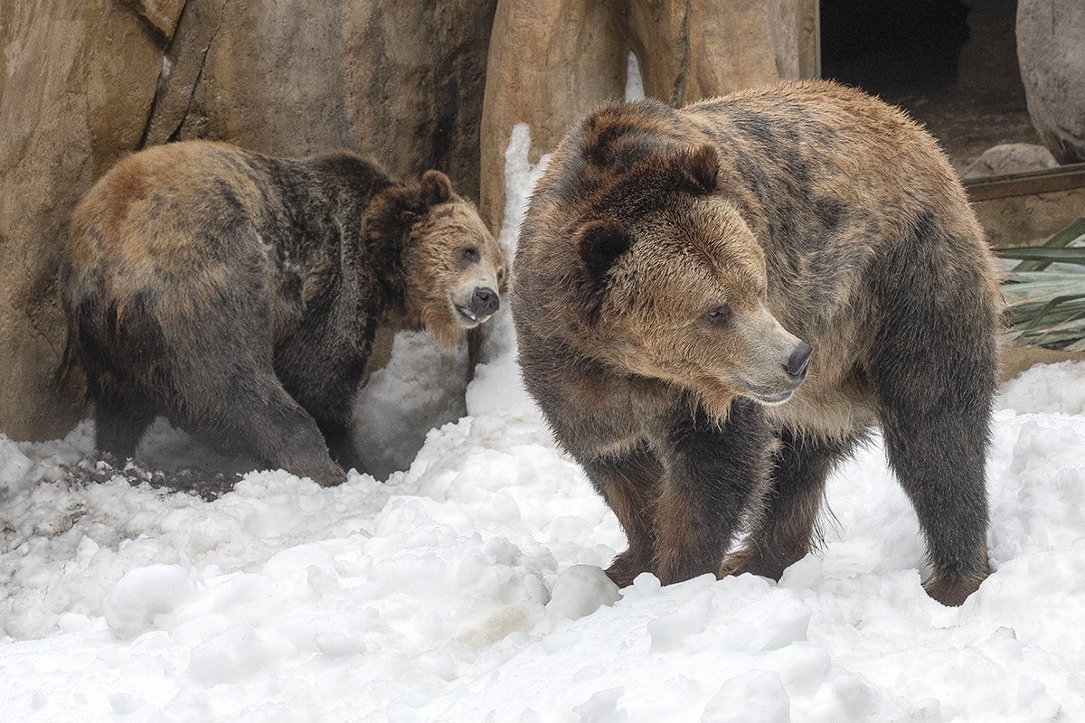 Bearing Witness | San Diego Zoo Wildlife Alliance