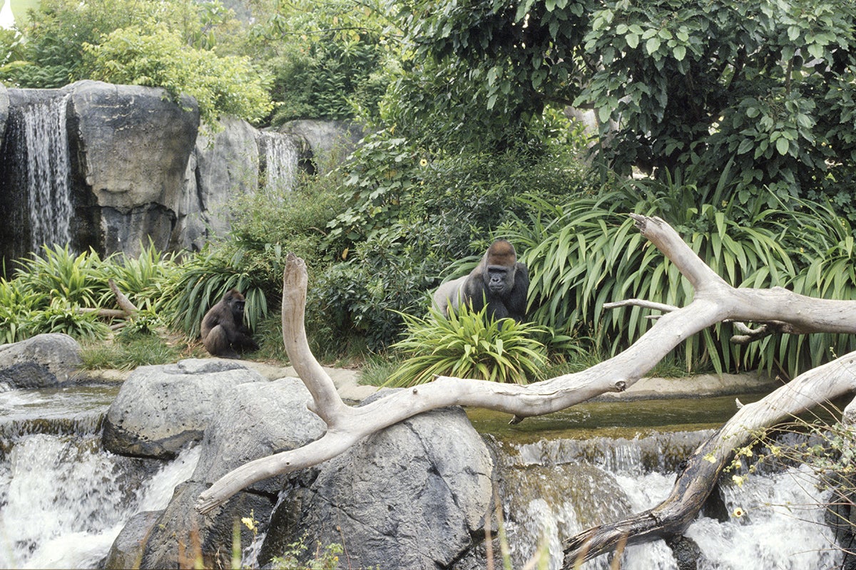 Gorilla habitat 