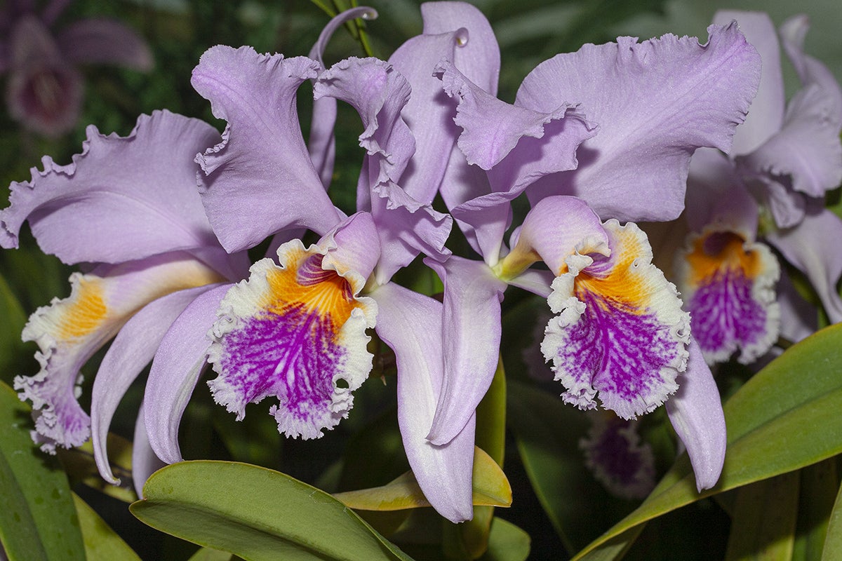 Petal to the Mettle | San Diego Zoo Wildlife Alliance