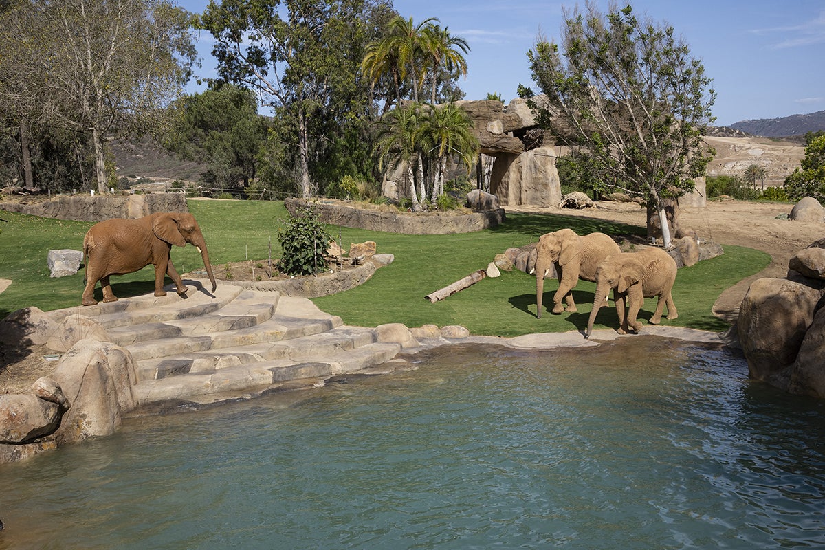 Three elephants walk near a watering hole in Elephant Valley.