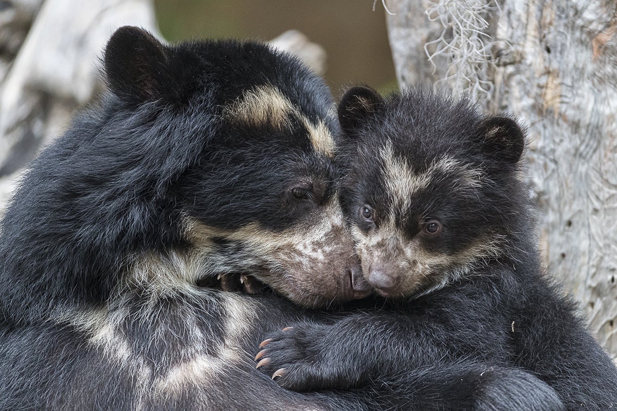 Andean bear mother and cub