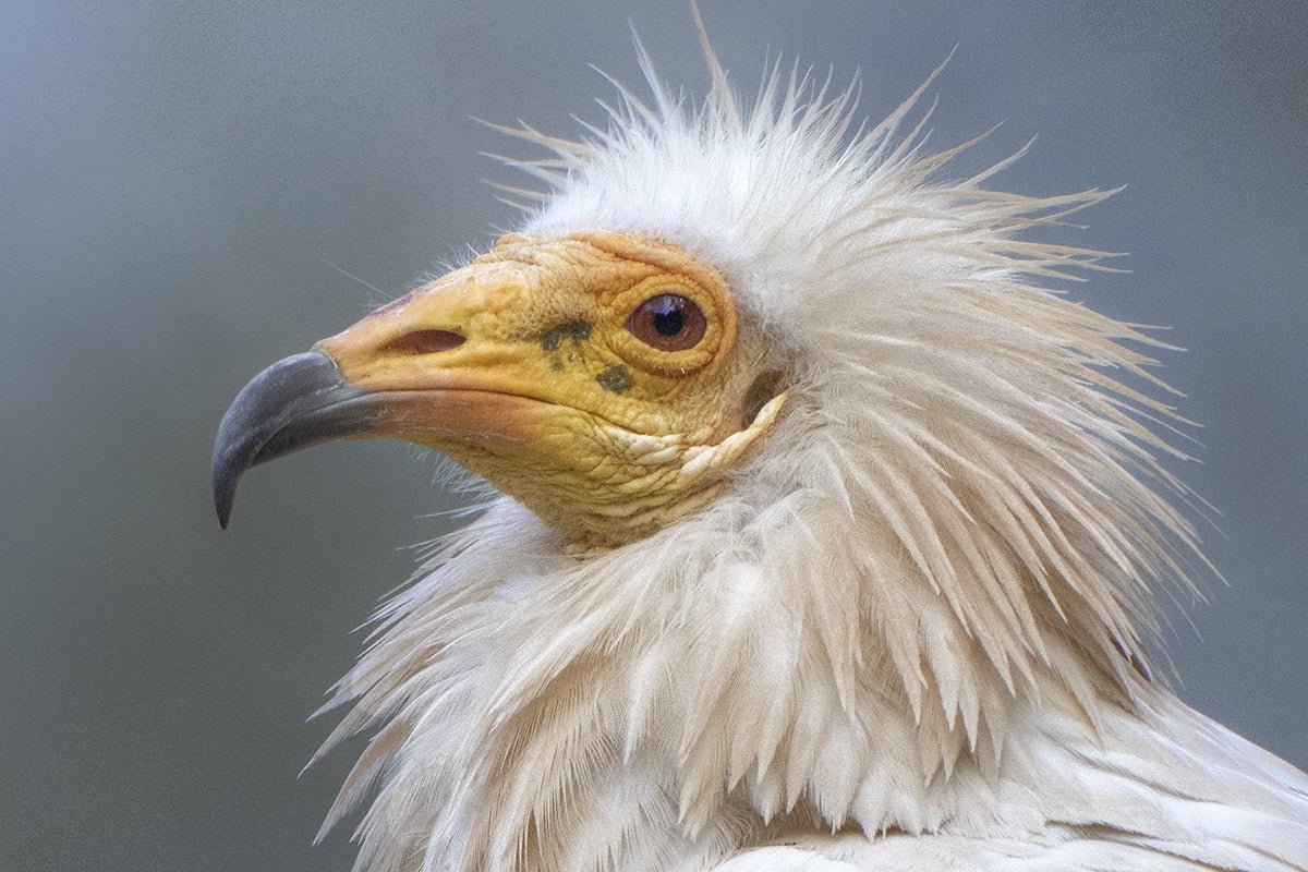 Egyptian vulture