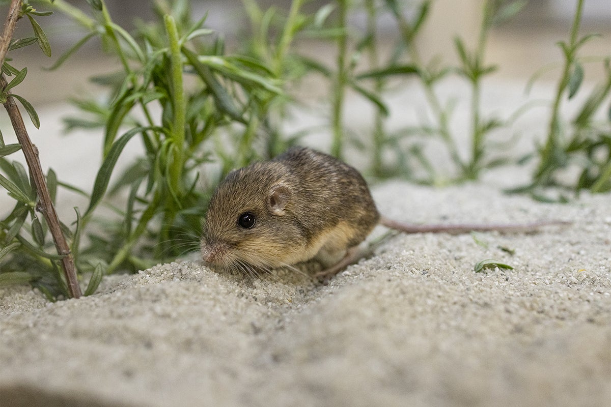 Pacific pocket mouse