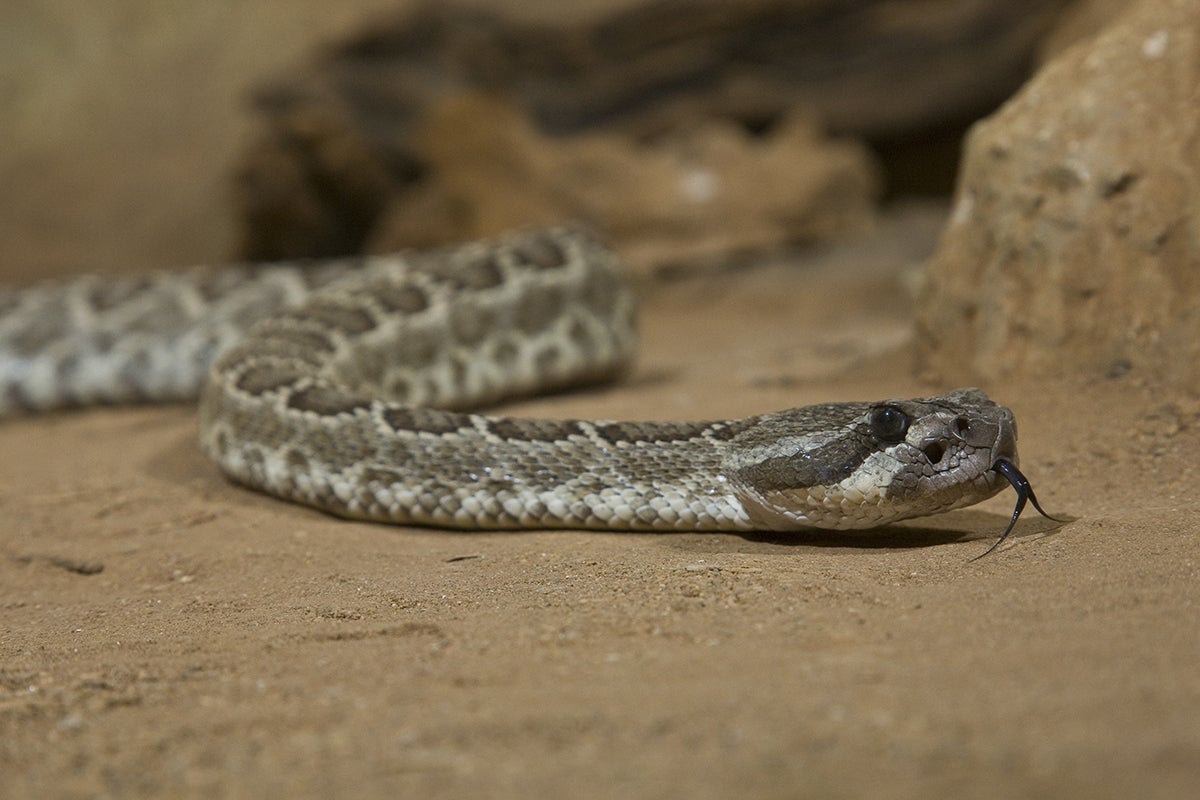 Rattlesnake