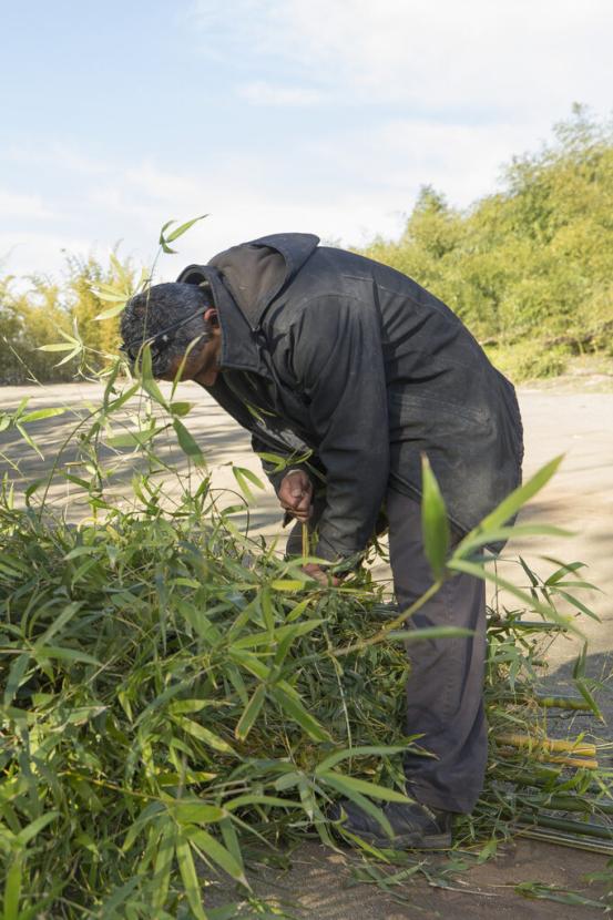 harvesting bamboo