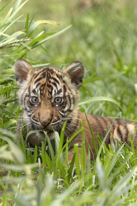 tiger cub