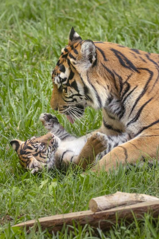 tiger cub with parent