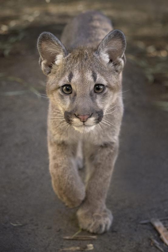 mountain lion