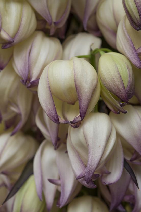 Chaparral yucca flowers