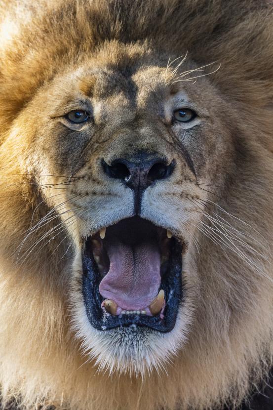 lion with mouth open