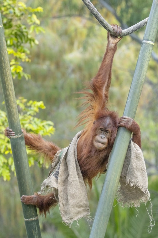 Aisha orangutan