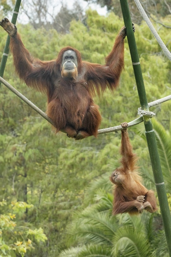 Adult and juvenile orangutans
