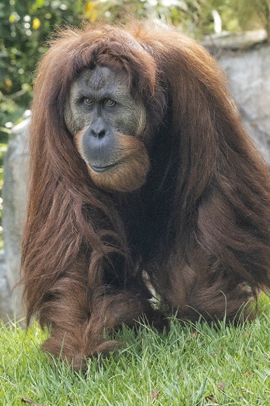 Labu orangutan