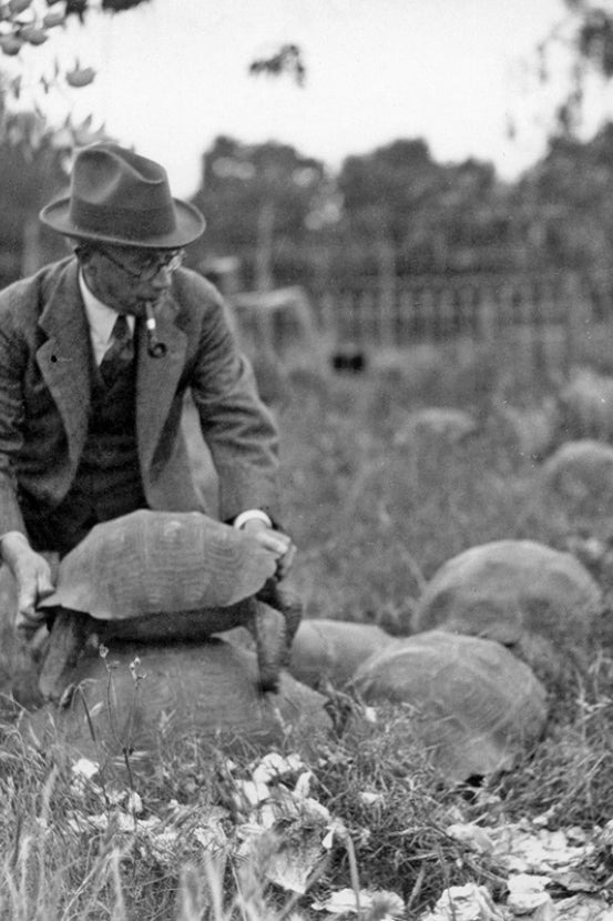 Dr. Charles H. Townsend with tortoises
