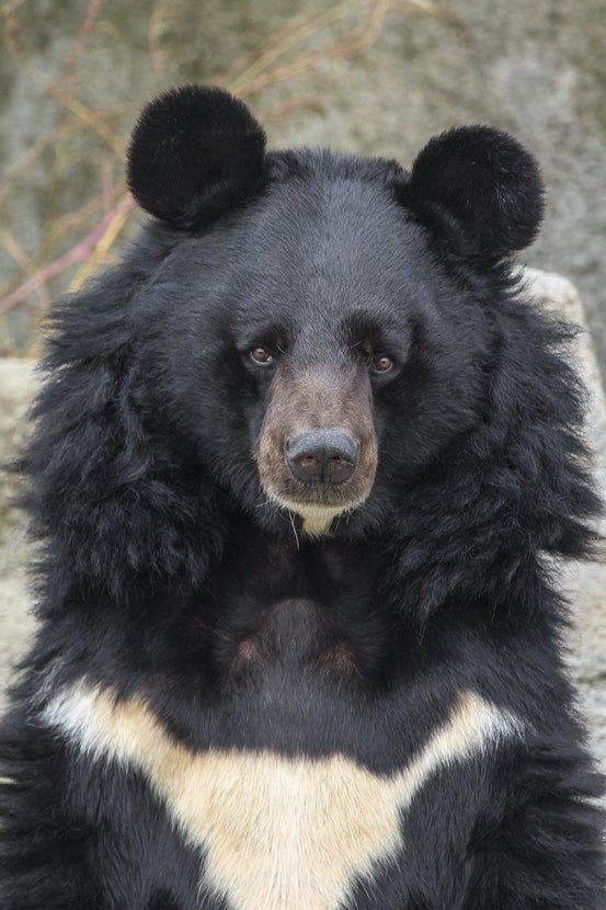 Bearing Witness | San Diego Zoo Wildlife Alliance