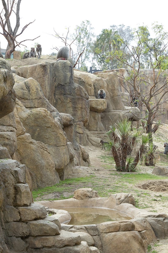 The San Diego Zoo's Africa Rocks