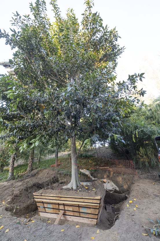 Rusty fig with boxed roots