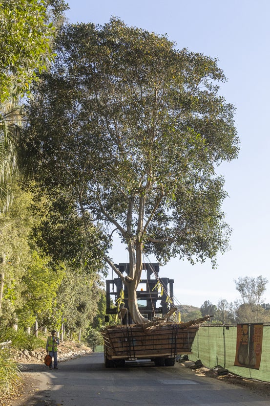 Rusty fig tree being moved
