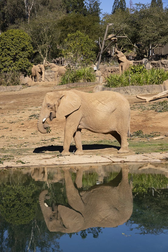 elephant at elephant valley