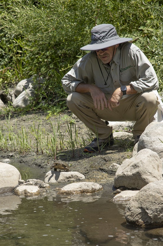 Brett Baldwin supervising western pond turtle release