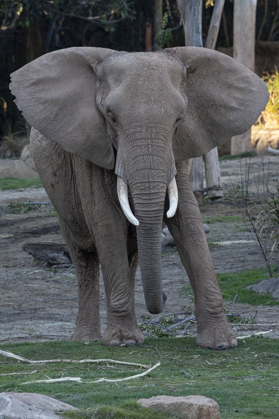 Elephant facing forward with ears out
