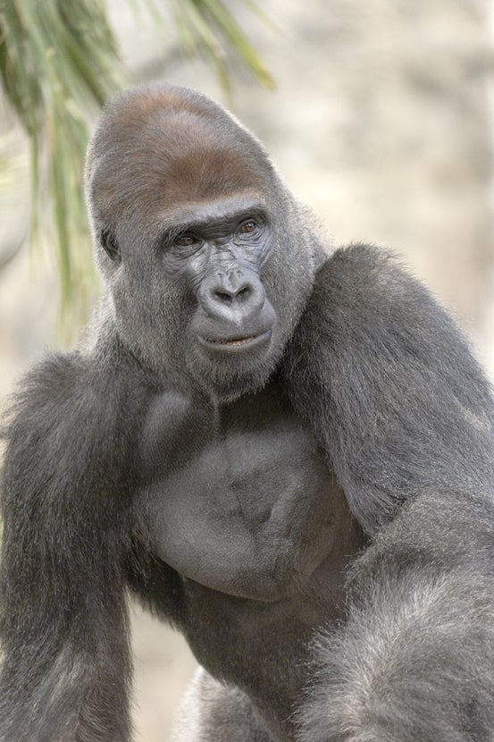 Ekuba gorilla
