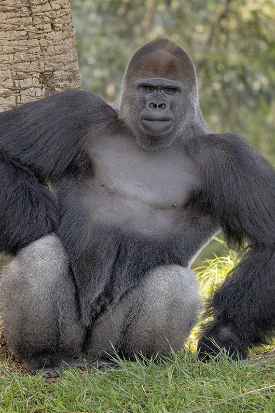 Frank the gorilla