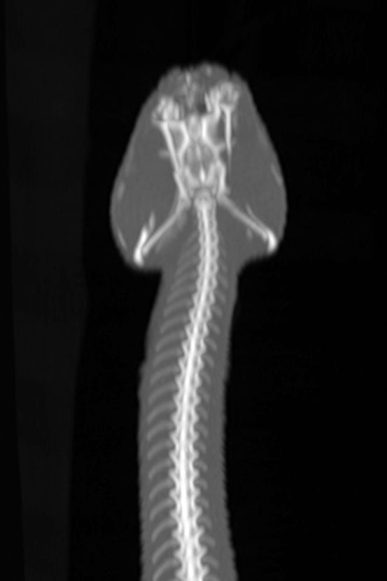 Rattlesnake x-ray